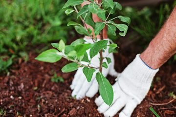 planting